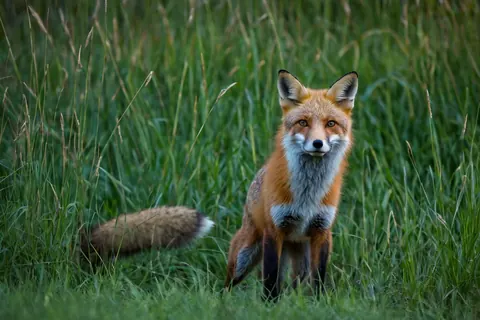 A red fox standing in tall green grass looking at the camera