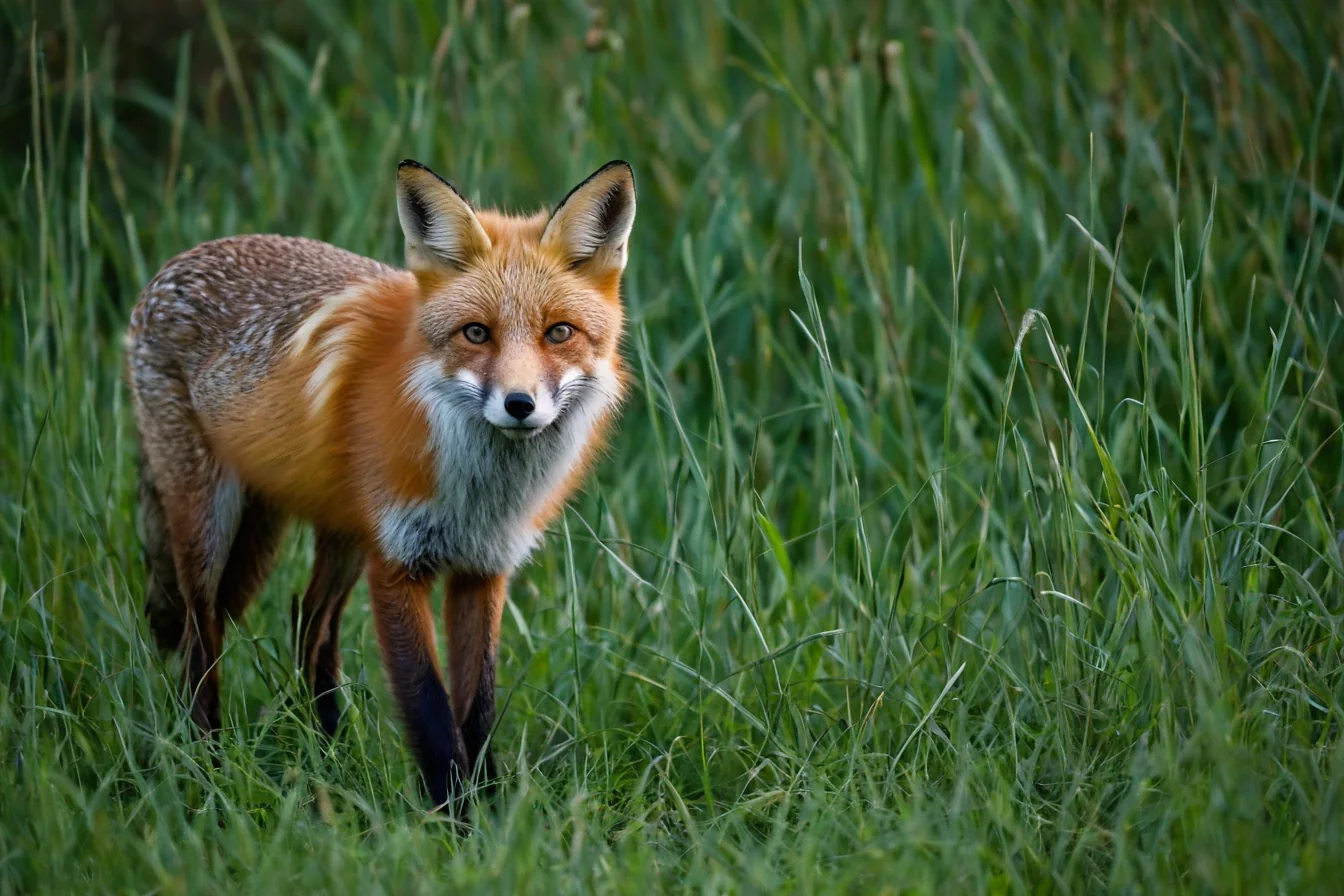 Red fox standing in tall green grass looking directly at viewer