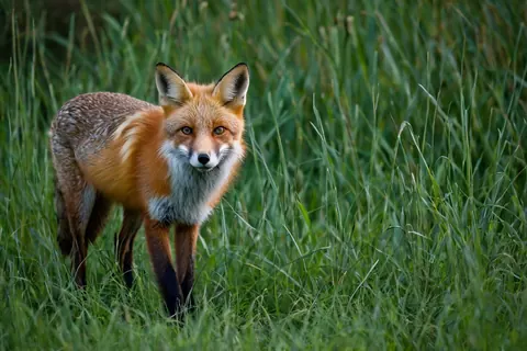 Red fox standing in tall green grass looking directly at viewer