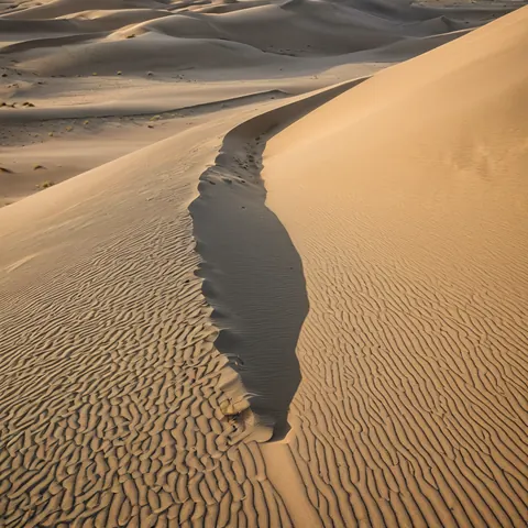 Winding shadow across textured golden sand dunes in warm sunlight